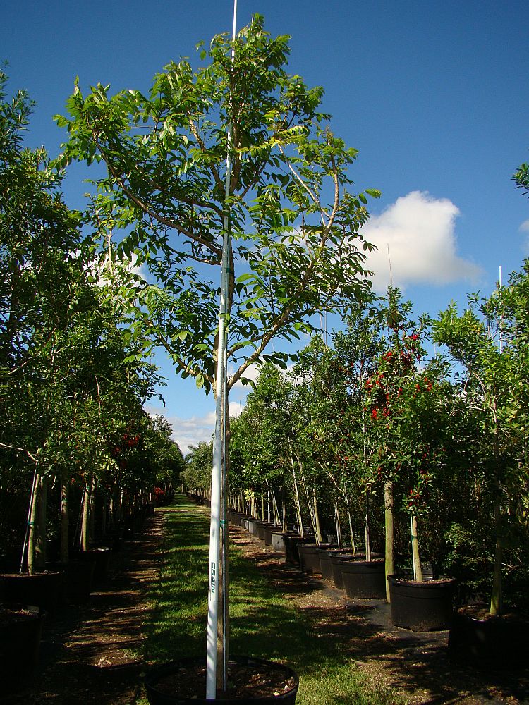 spathodea-campanulata-african-tulip-tree