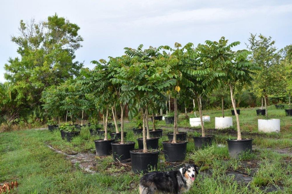 spathodea-campanulata-african-tulip-tree