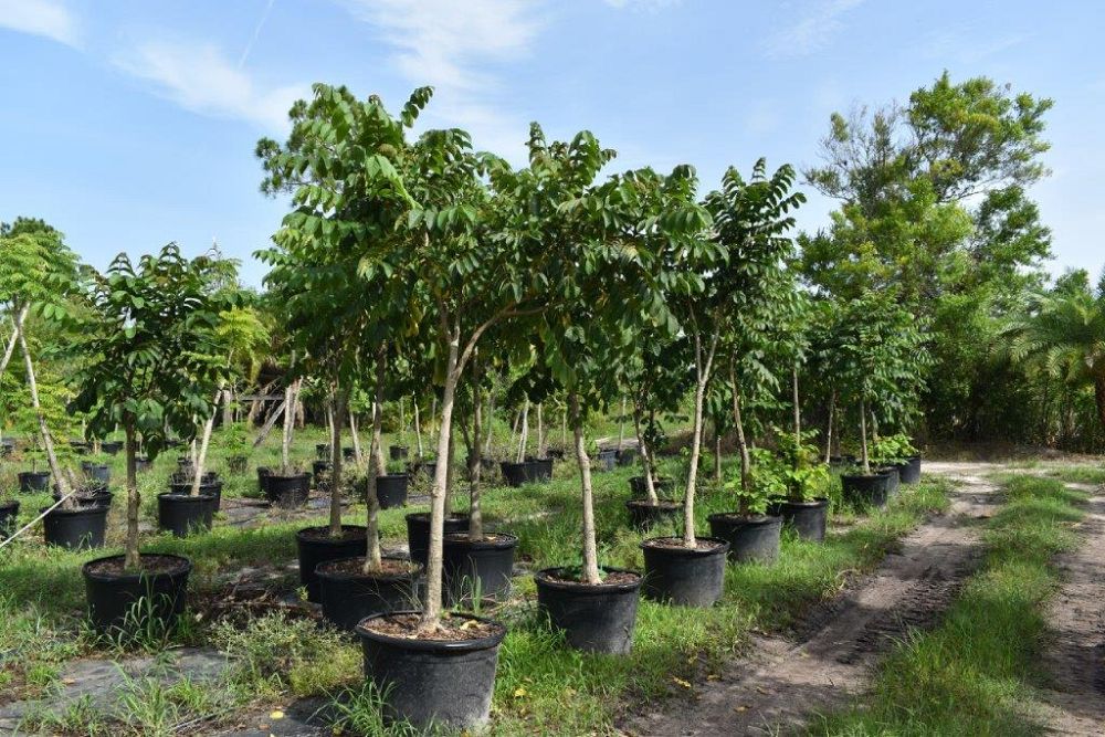 spathodea-campanulata-african-tulip-tree