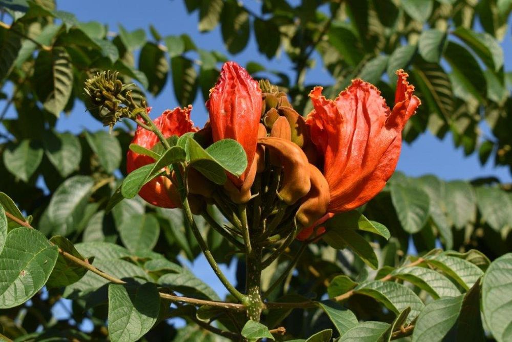 spathodea-campanulata-african-tulip-tree