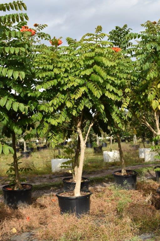 spathodea-campanulata-african-tulip-tree