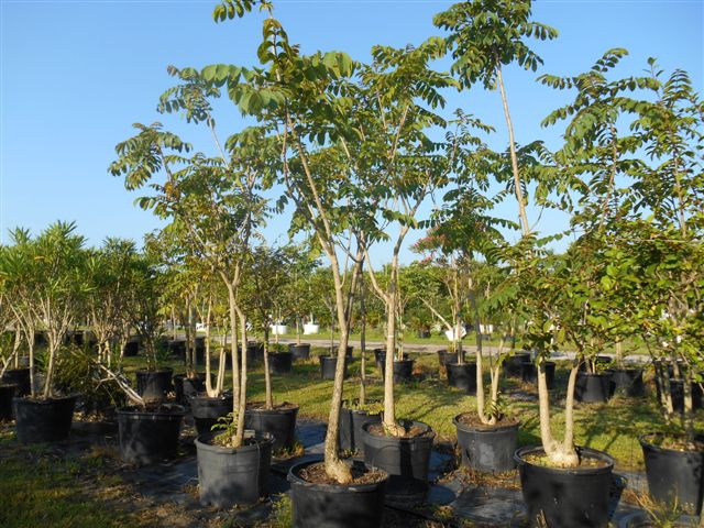 spathodea-campanulata-african-tulip-tree