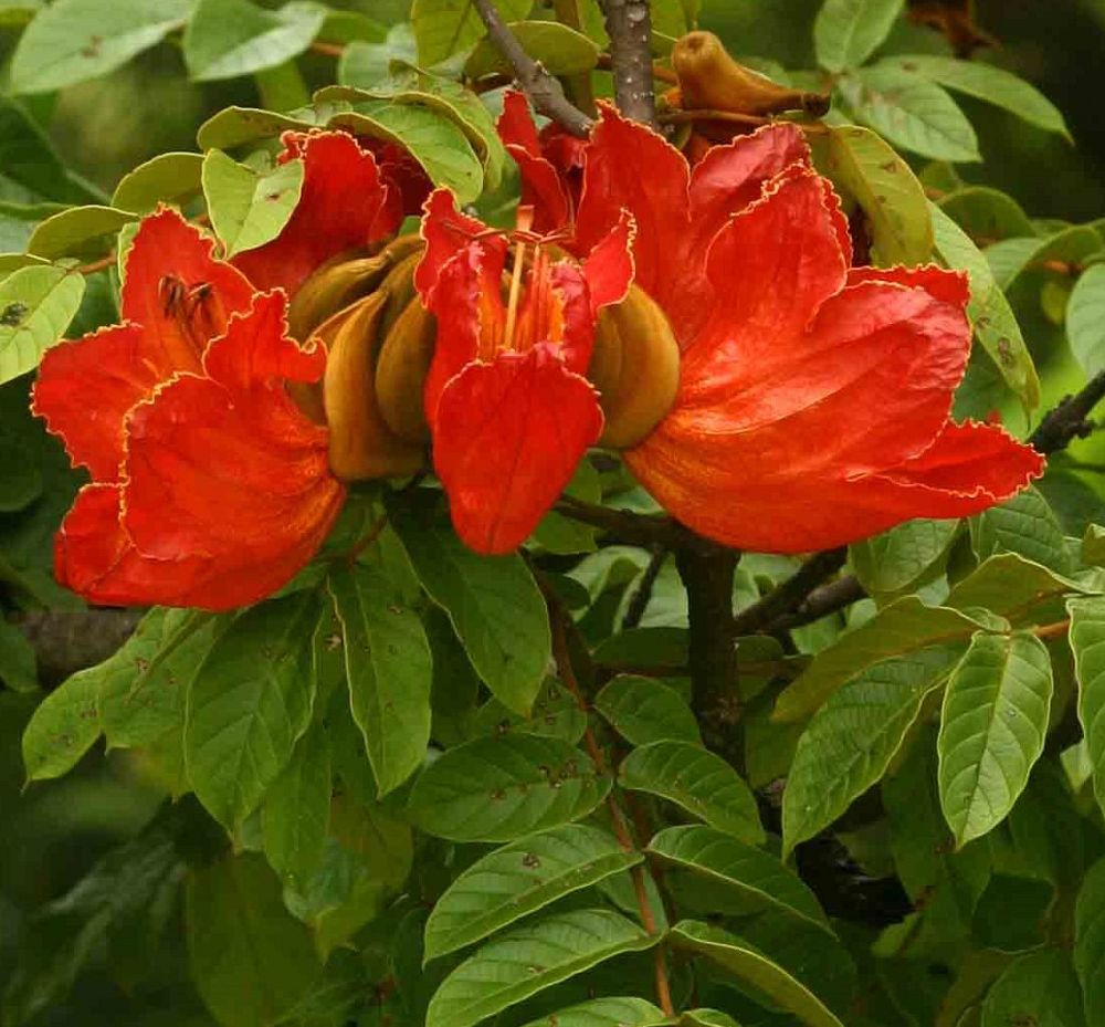 spathodea-campanulata-african-tulip-tree