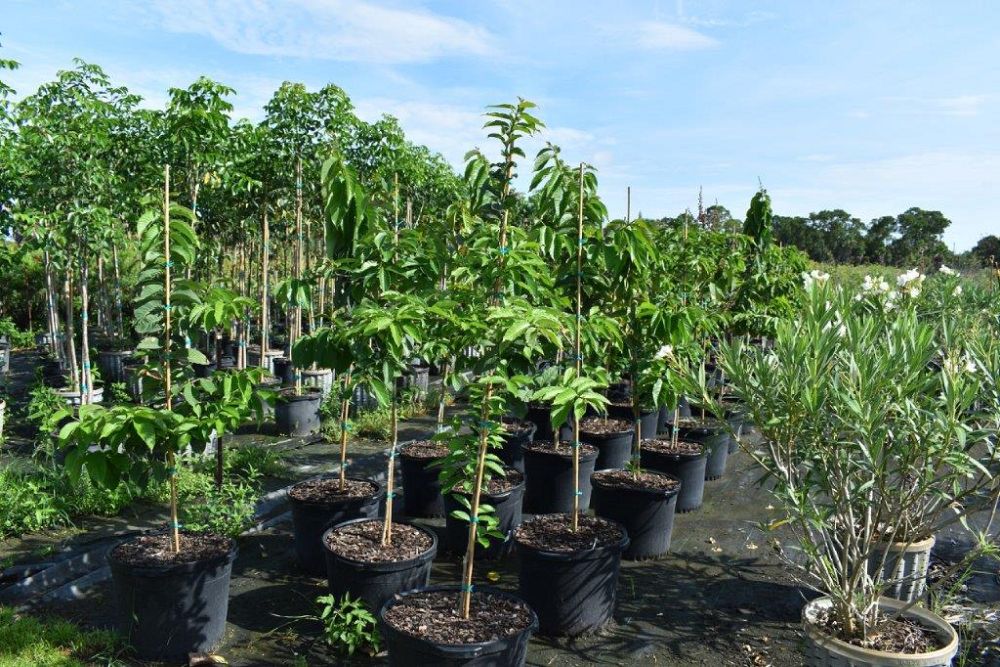 spathodea-campanulata-african-tulip-tree