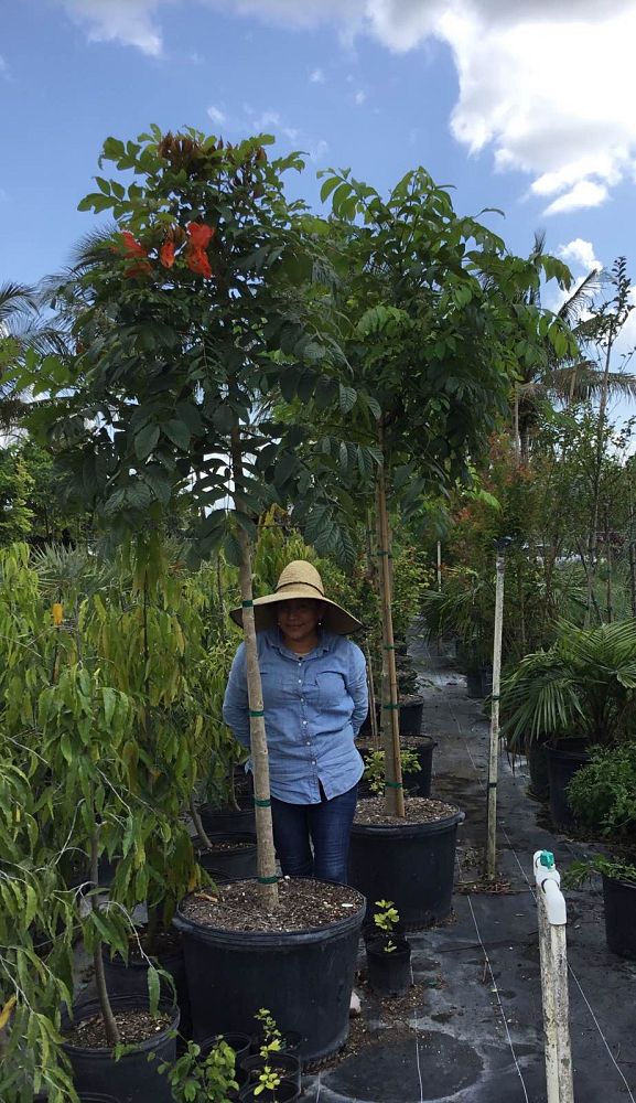 spathodea-campanulata-african-tulip-tree