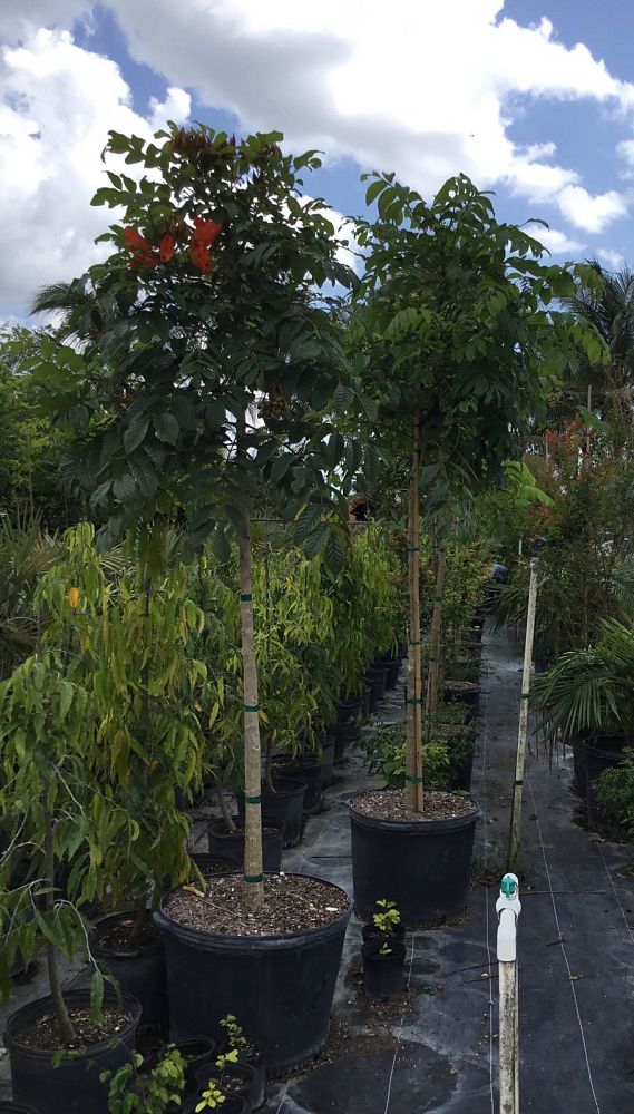 spathodea-campanulata-african-tulip-tree