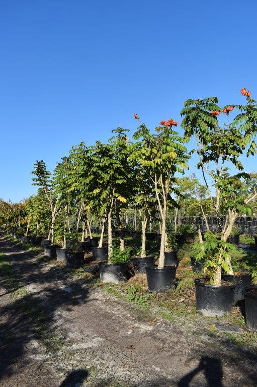spathodea-campanulata-african-tulip-tree