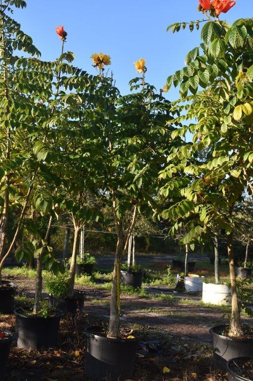 spathodea-campanulata-african-tulip-tree