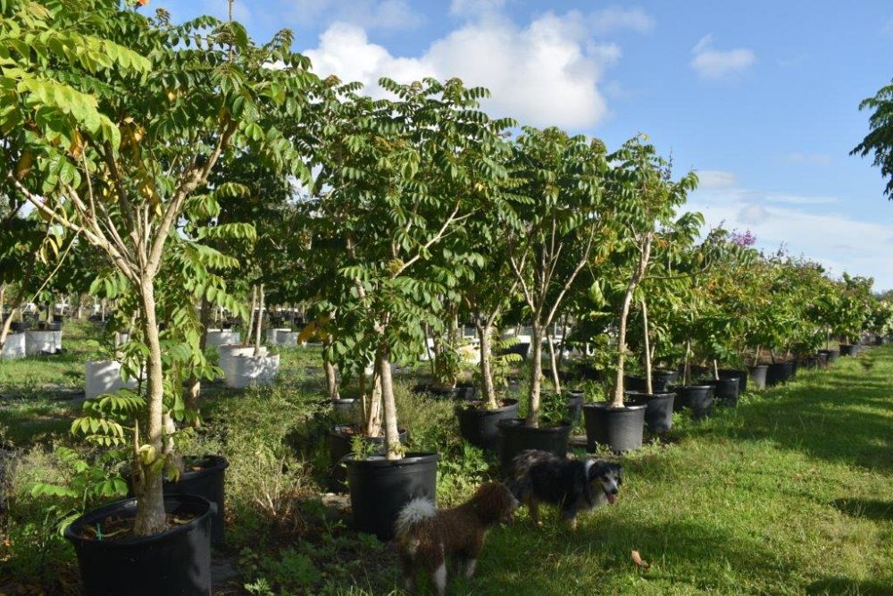 spathodea-campanulata-african-tulip-tree