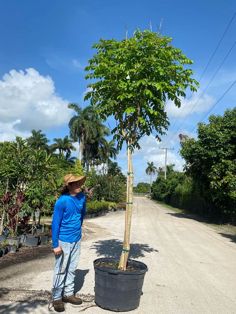 spathodea-campanulata-african-tulip-tree