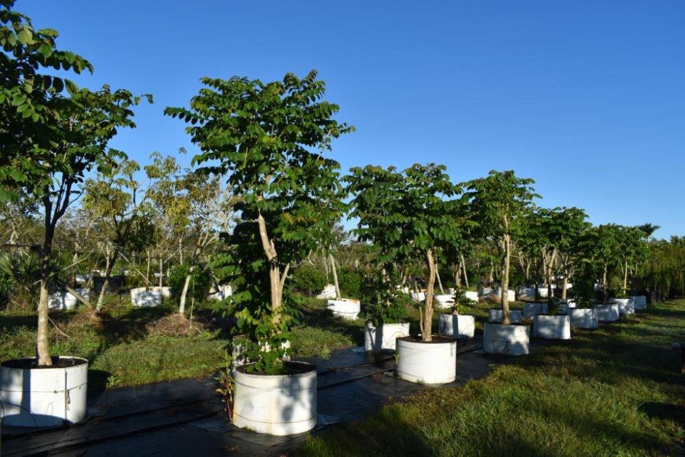 spathodea-campanulata-african-tulip-tree