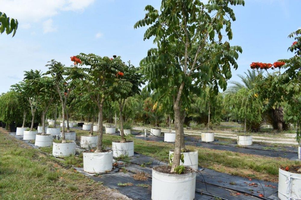 spathodea-campanulata-african-tulip-tree