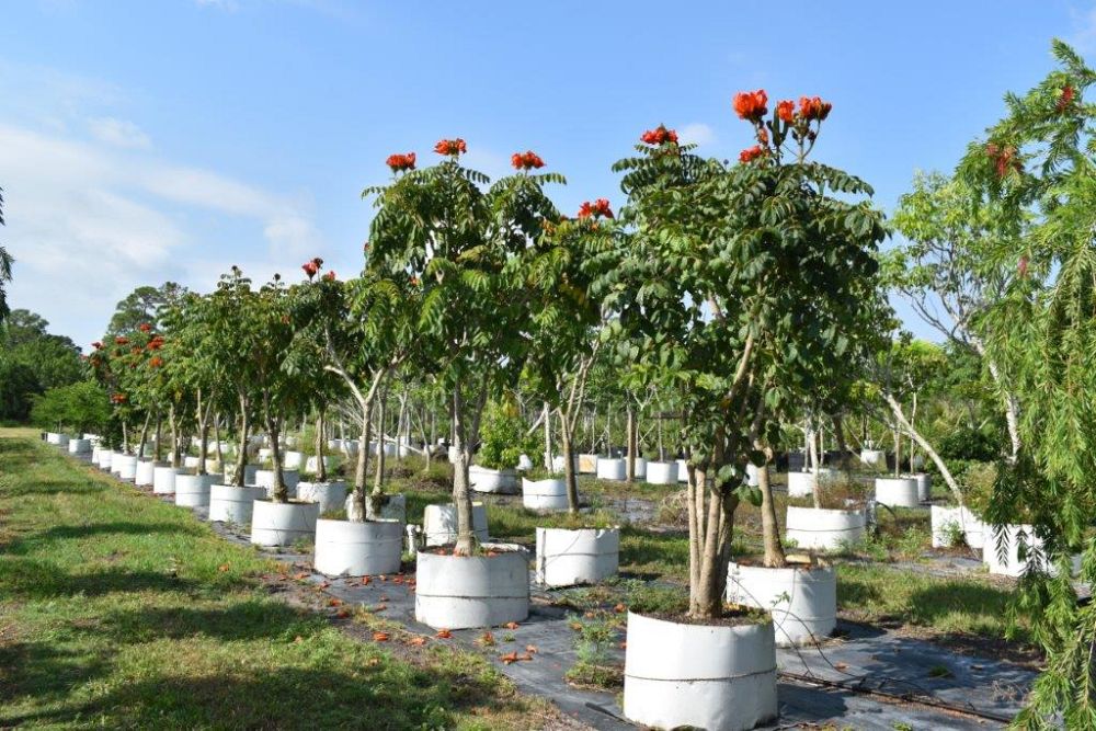 spathodea-campanulata-african-tulip-tree