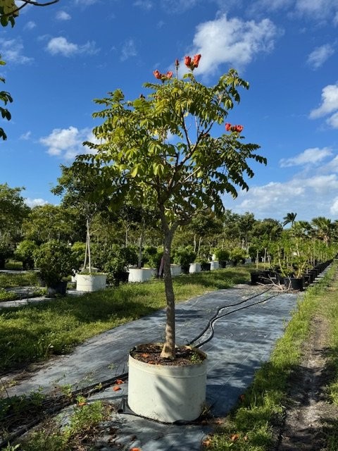 spathodea-campanulata-african-tulip-tree