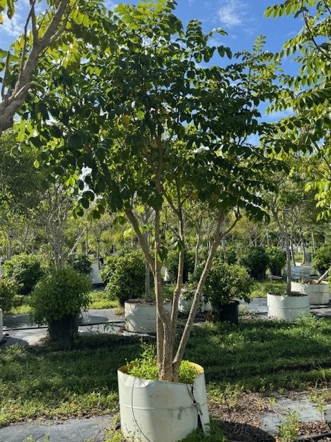 spathodea-campanulata-african-tulip-tree