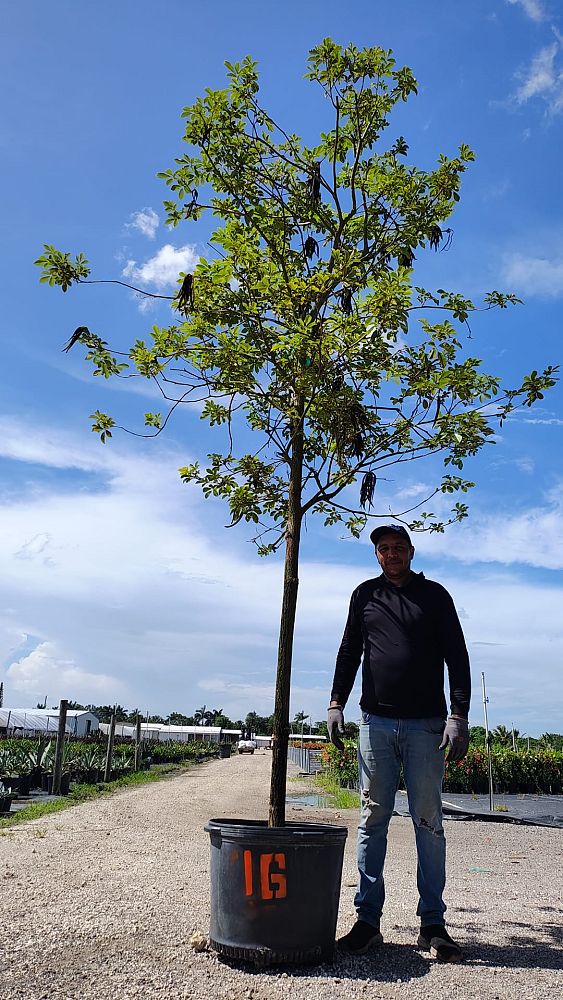 spathodea-campanulata-african-tulip-tree