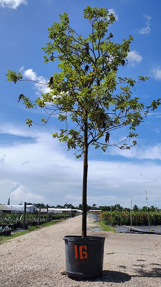 spathodea-campanulata-african-tulip-tree