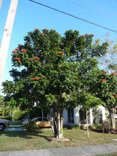 spathodea-campanulata-aurea-african-tulip-tree