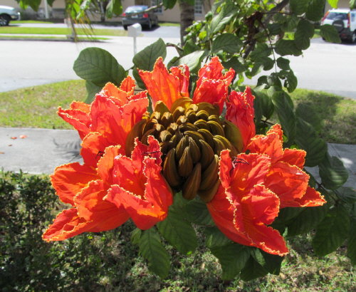 spathodea-campanulata-aurea-african-tulip-tree
