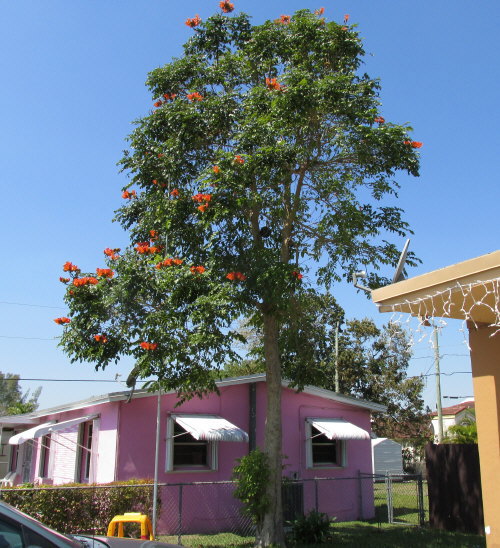 spathodea-campanulata-aurea-african-tulip-tree