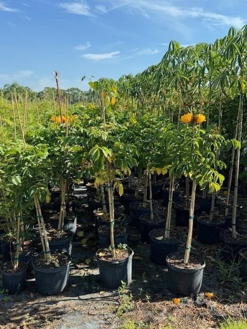 spathodea-campanulata-aurea-african-tulip-tree