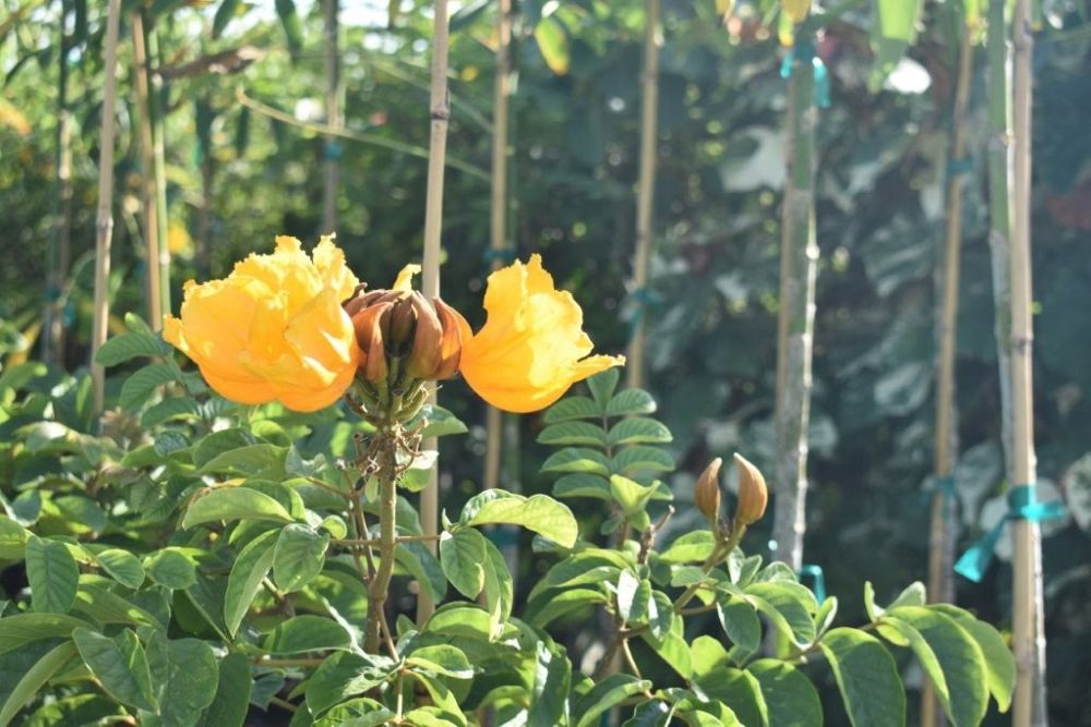 spathodea-campanulata-aurea-african-tulip-tree