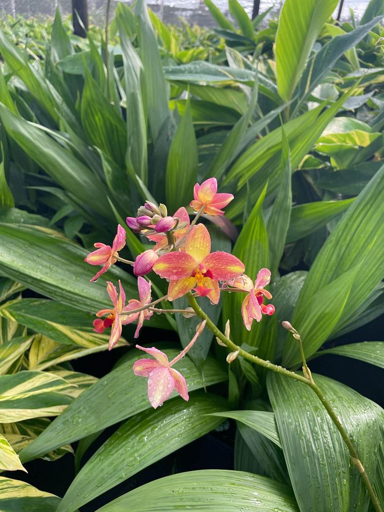 spathoglottis-chameleon-ground-orchid