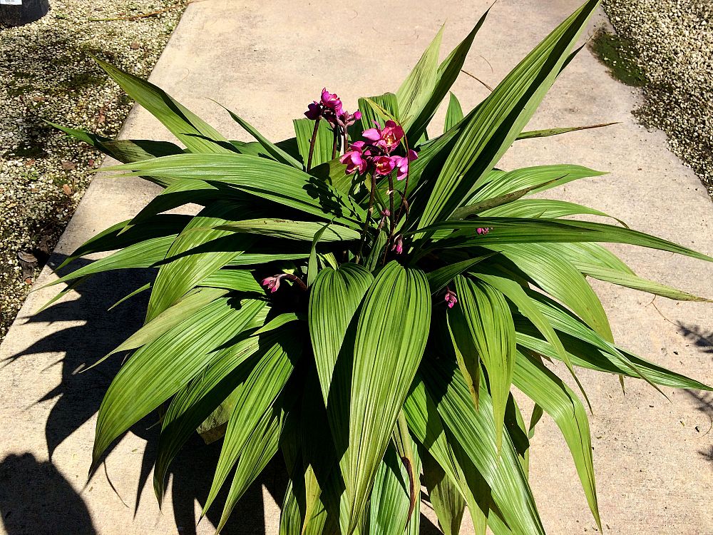 spathoglottis-ground-orchid