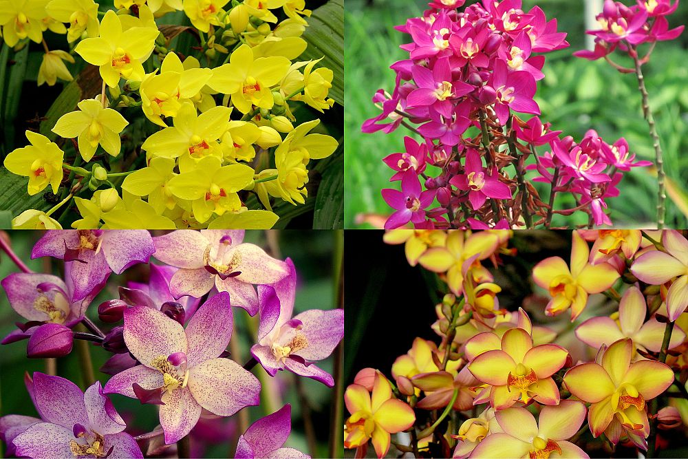 spathoglottis-ground-orchid
