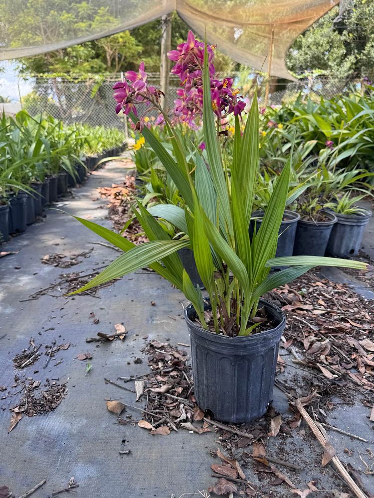 spathoglottis-ground-orchid