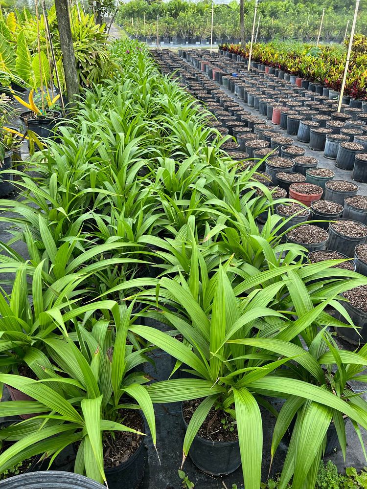 spathoglottis-ground-orchid