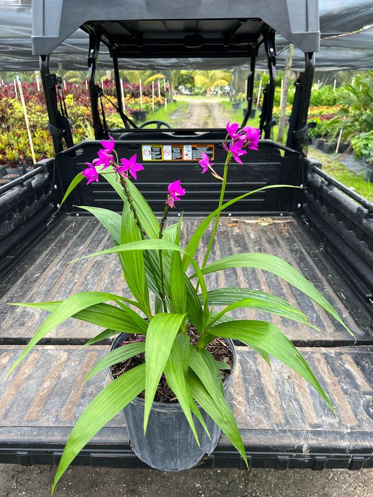 spathoglottis-ground-orchid
