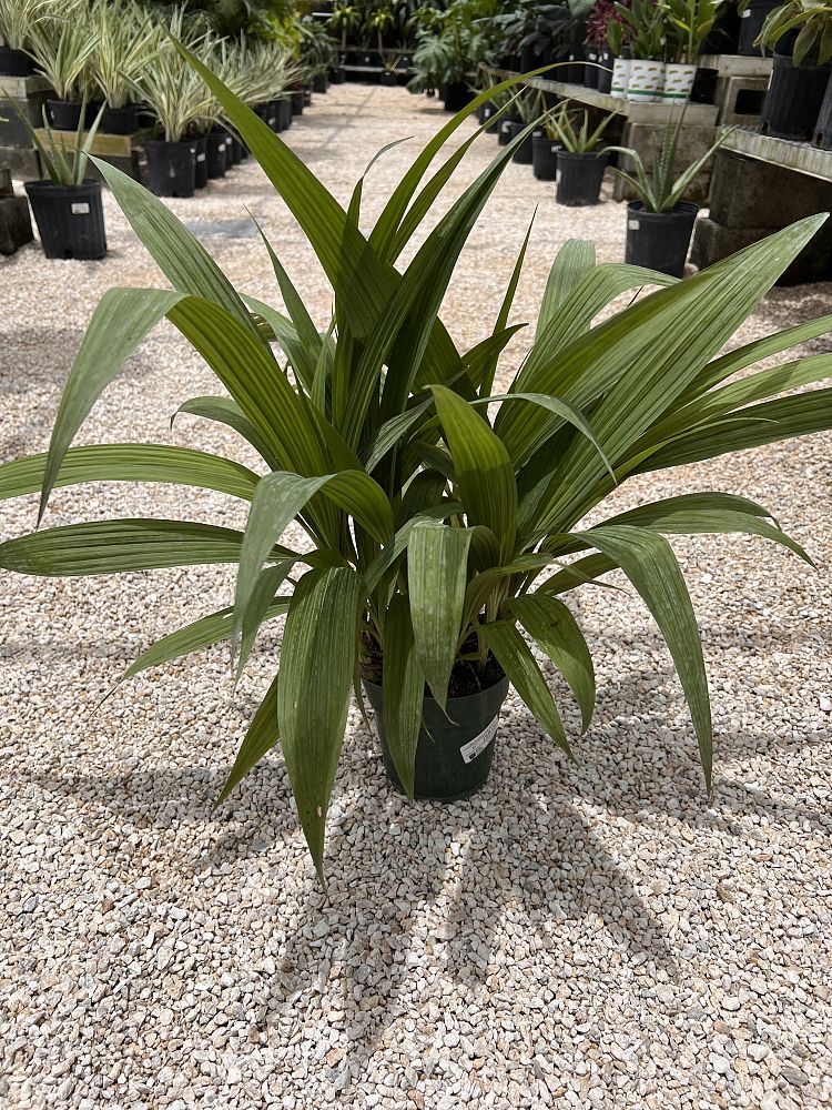 spathoglottis-ground-orchid