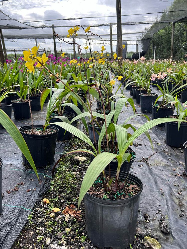 spathoglottis-ground-orchid