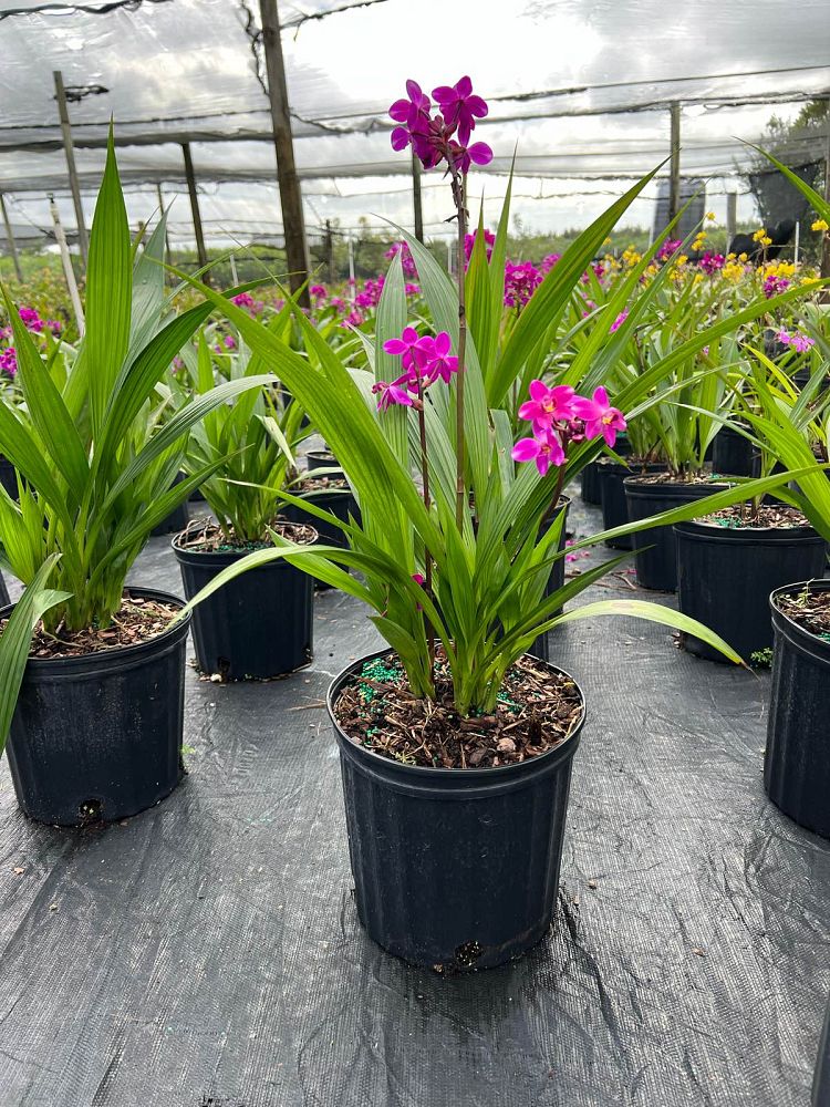spathoglottis-ground-orchid