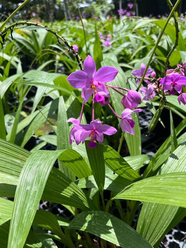 spathoglottis-ground-orchid