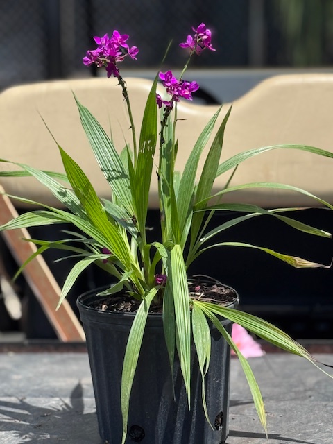 spathoglottis-ground-orchid