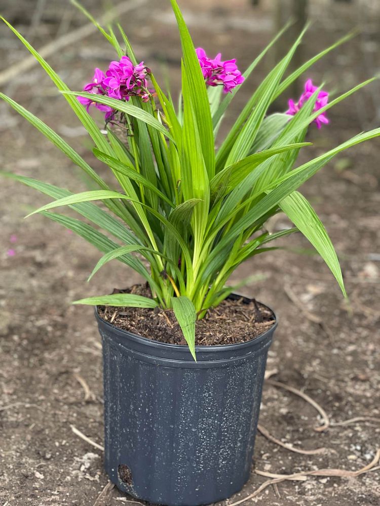 spathoglottis-ground-orchid
