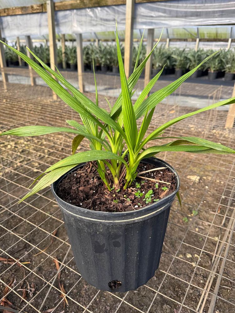 spathoglottis-ground-orchid