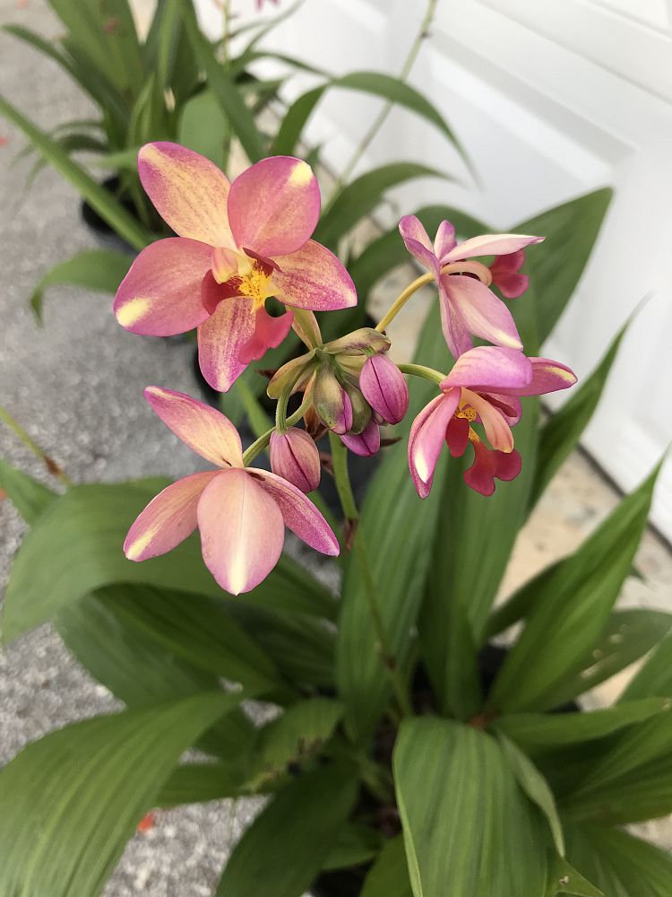 spathoglottis-ground-orchid