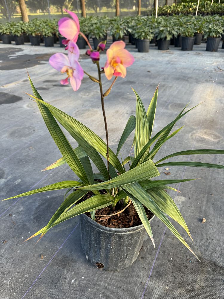 spathoglottis-ground-orchid