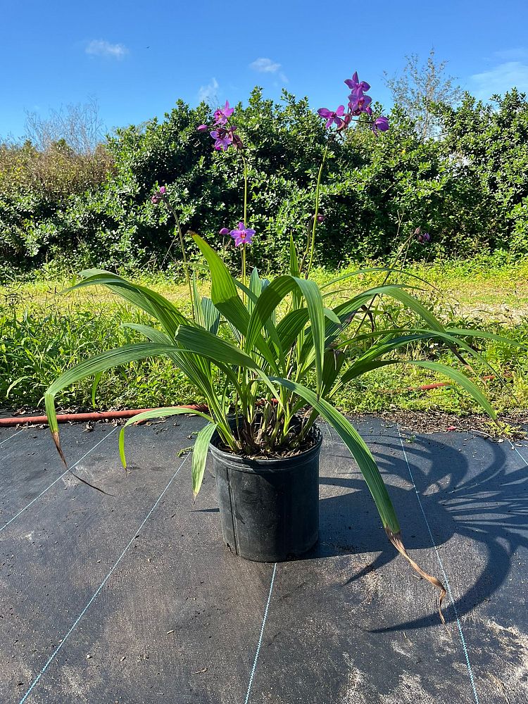 spathoglottis-ground-orchid