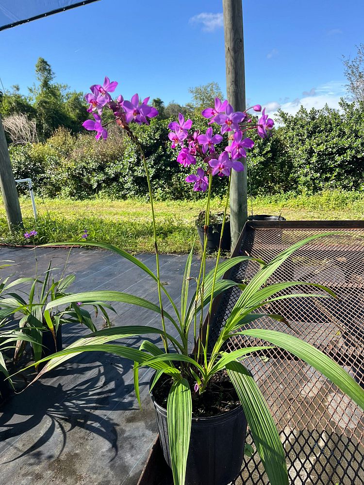 spathoglottis-ground-orchid