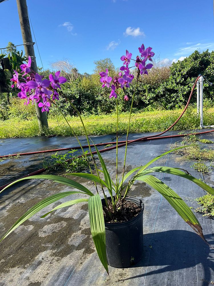 spathoglottis-ground-orchid