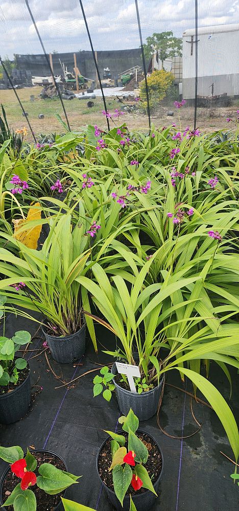 spathoglottis-ground-orchid
