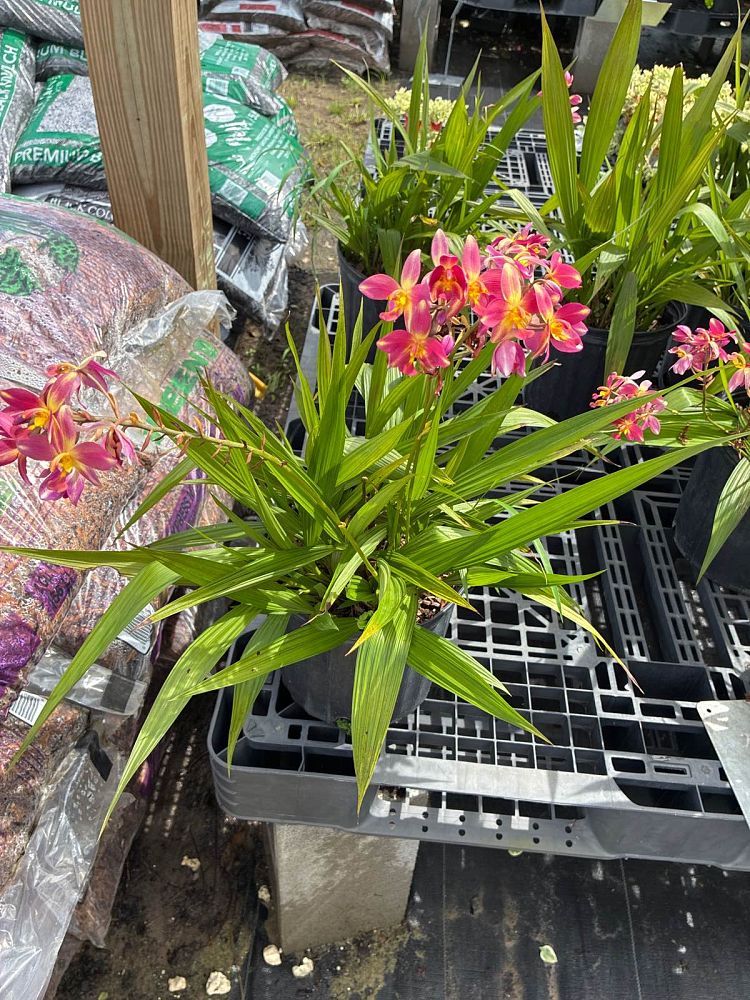 spathoglottis-ground-orchid