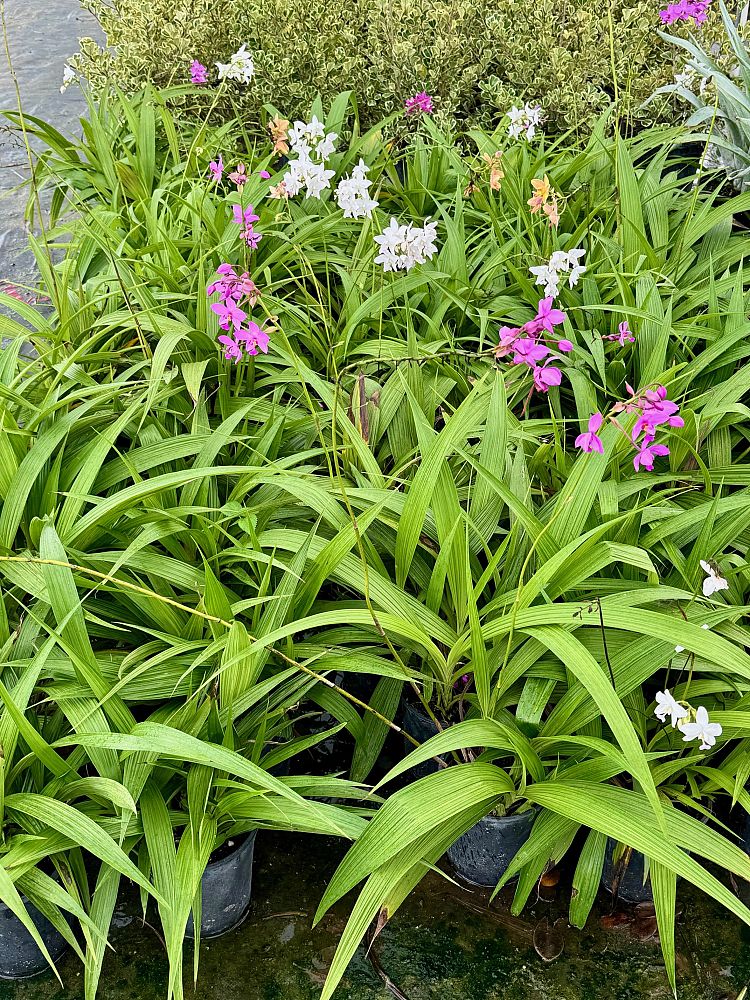 spathoglottis-ground-orchid