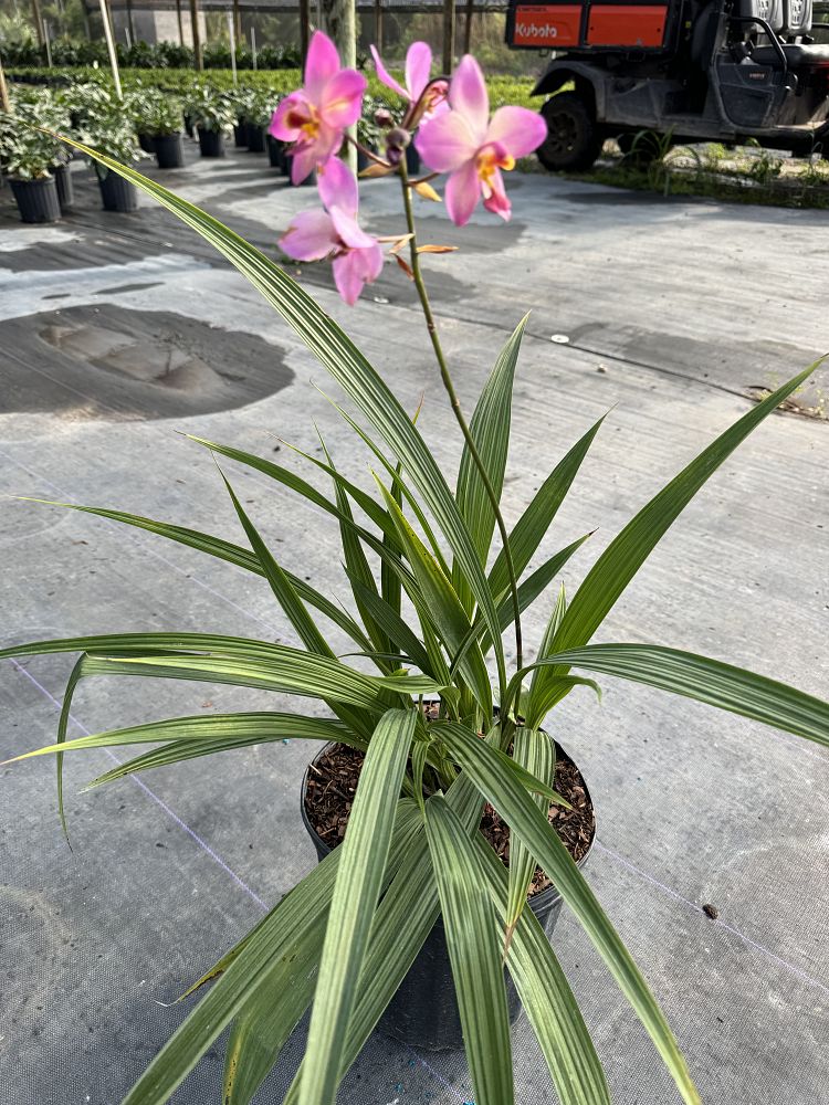 spathoglottis-harmony