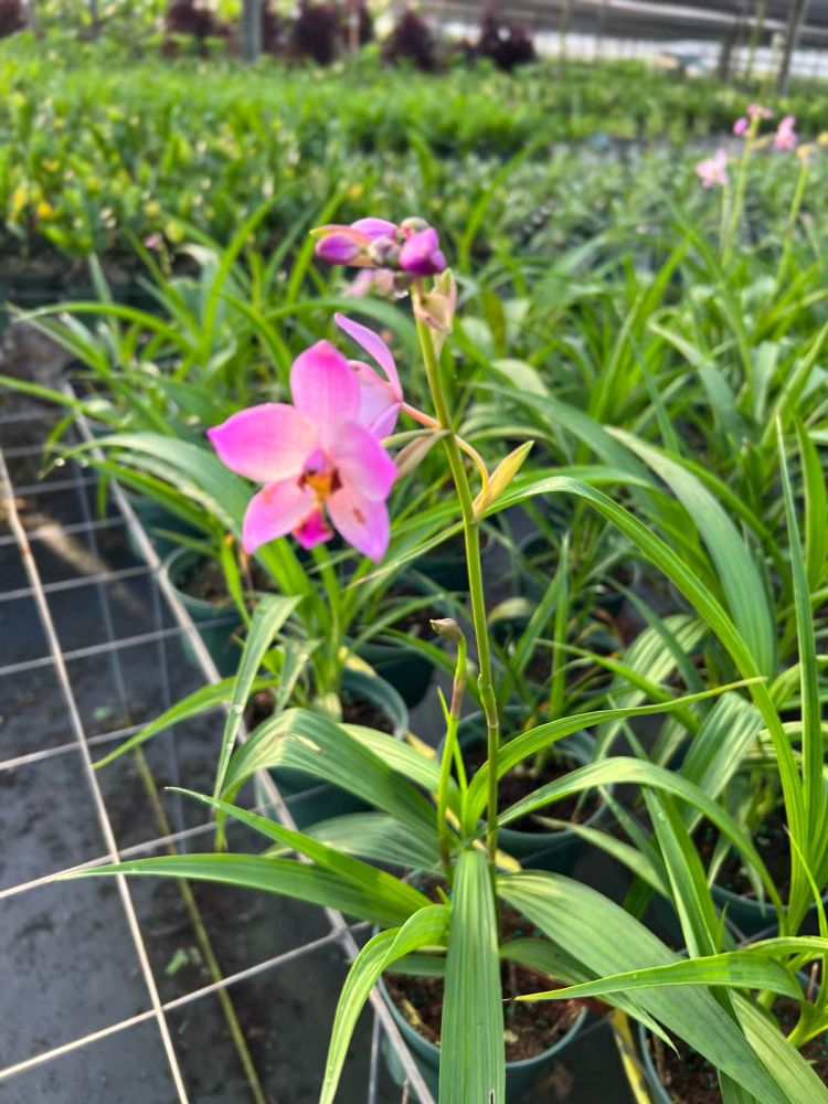 spathoglottis-harmony