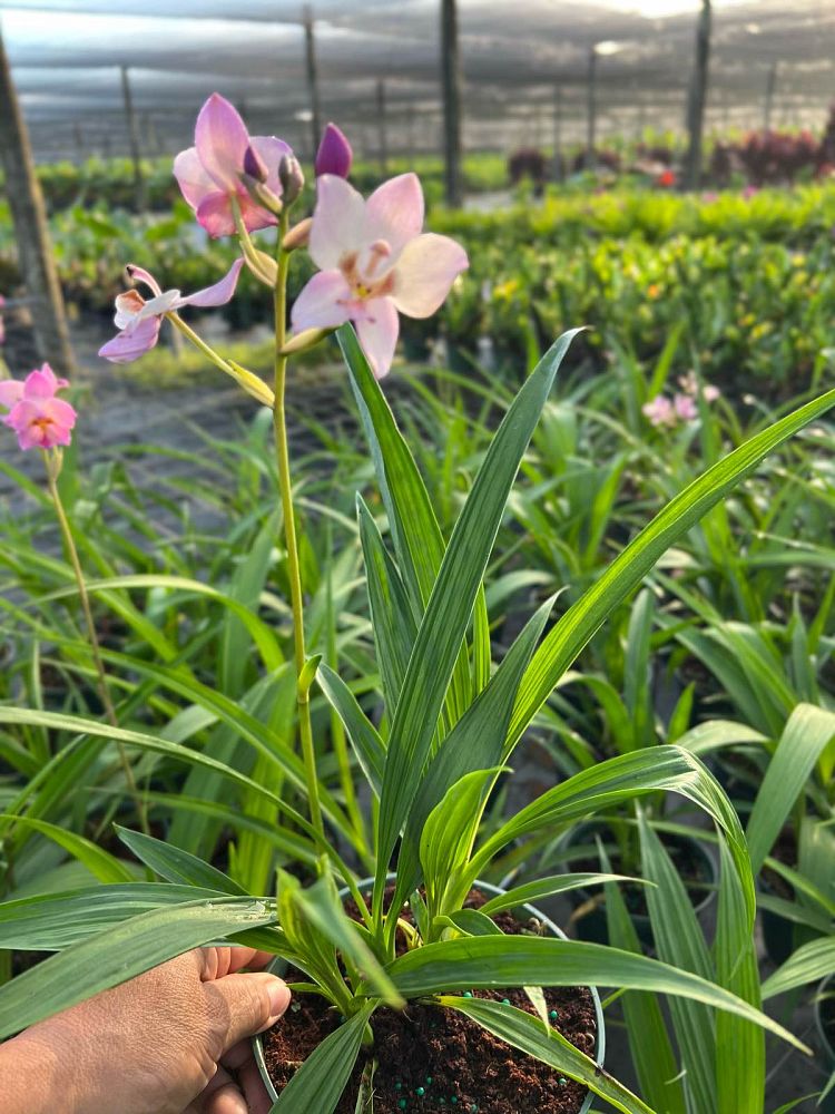 spathoglottis-harmony